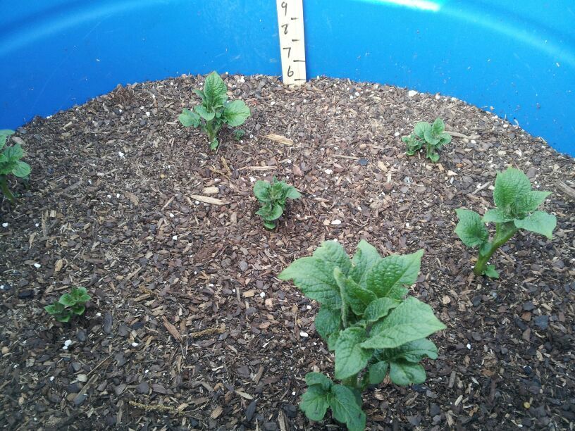 Potato growing roots along the stem